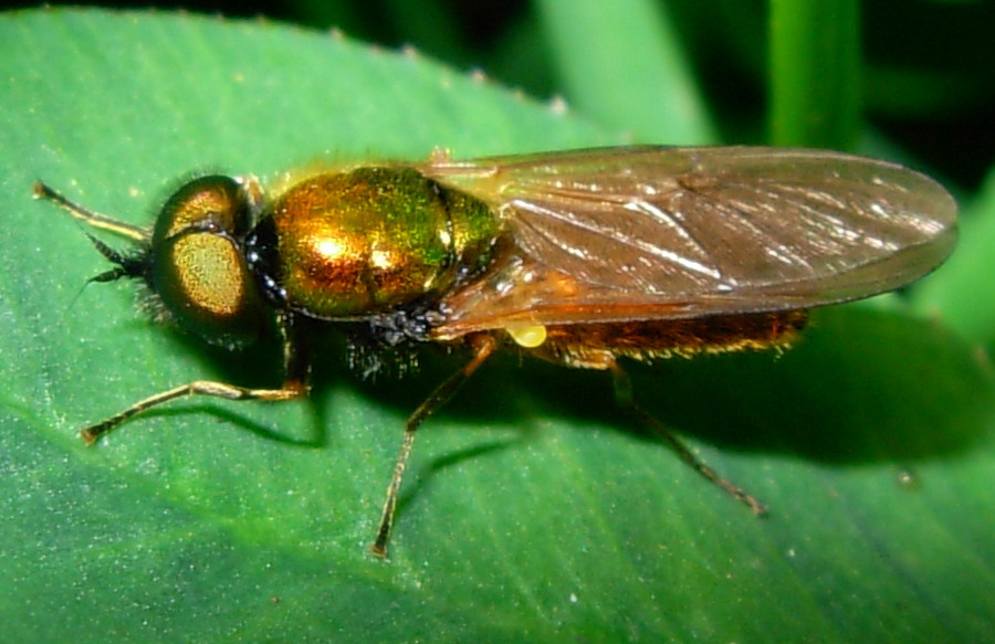 Chloromyia formosa x 2 .