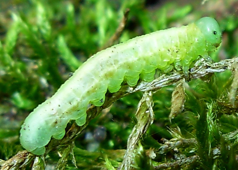 Bruchi d''assalto