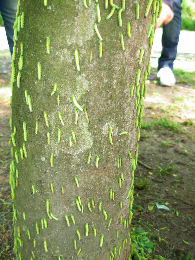 Bruchi d''assalto
