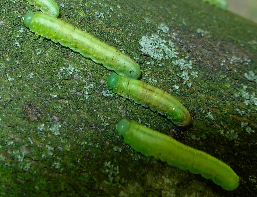 Bruchi d''assalto