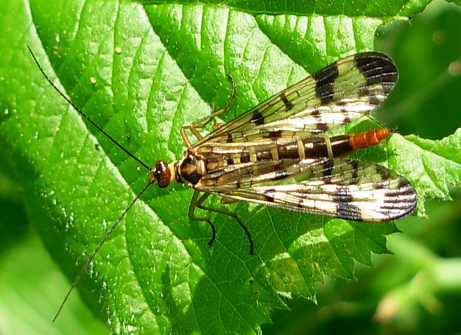 Femmina di Panorpa sp.