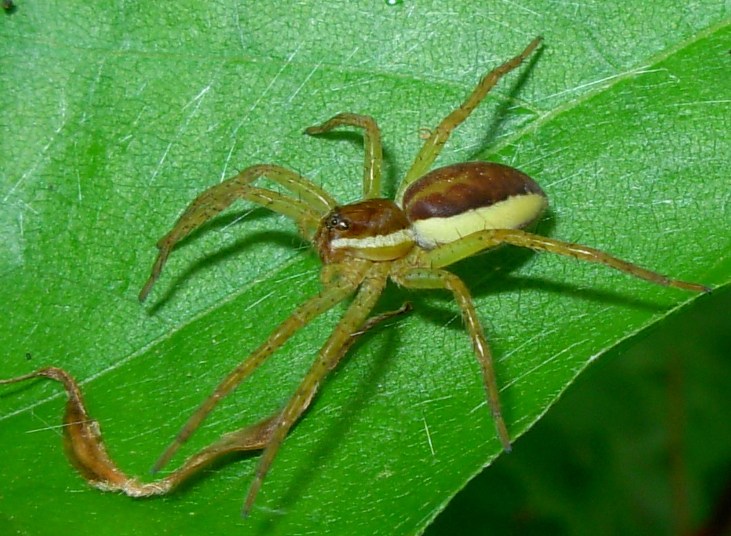 Dolomedes fimbriatus