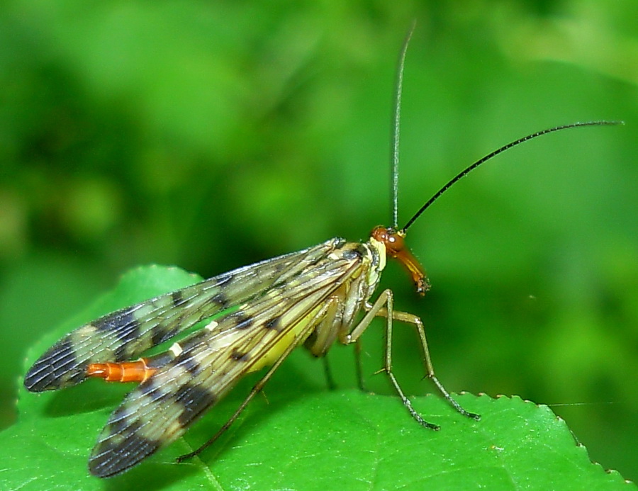 Femmina di Panorpa sp.