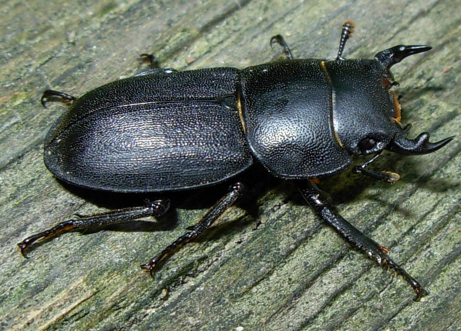 Dorcus parallelipipedus