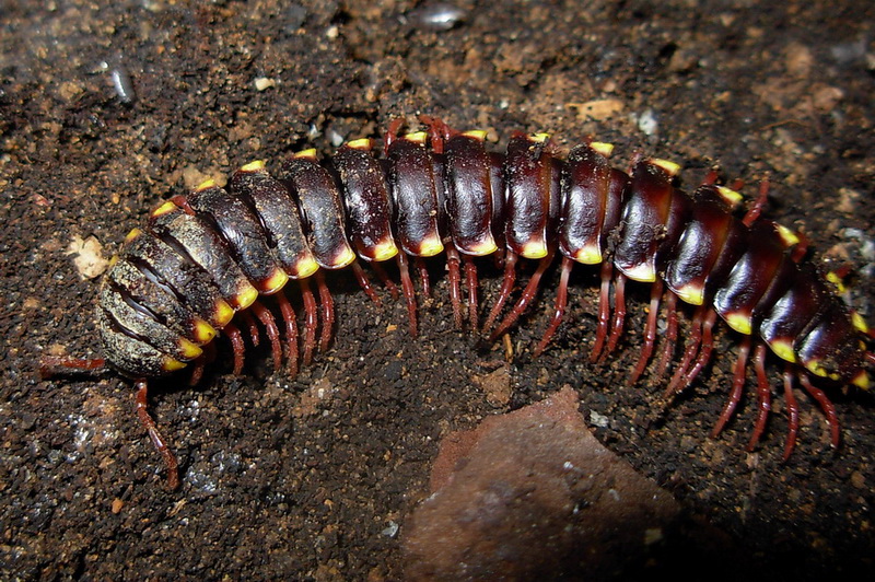 Xistodesmidae