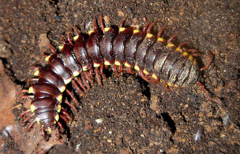 Xistodesmidae