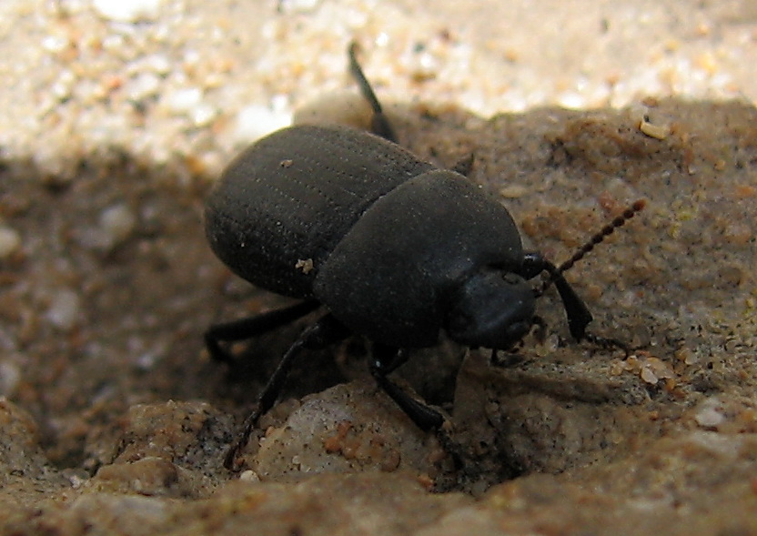 Pedinus cf. ragusae (Tenebrionidae)