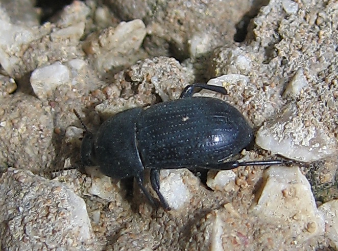 Pedinus cf. ragusae (Tenebrionidae)