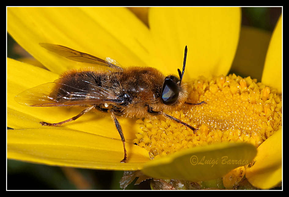 Rompicapo (per me): Stratiomys longicornis