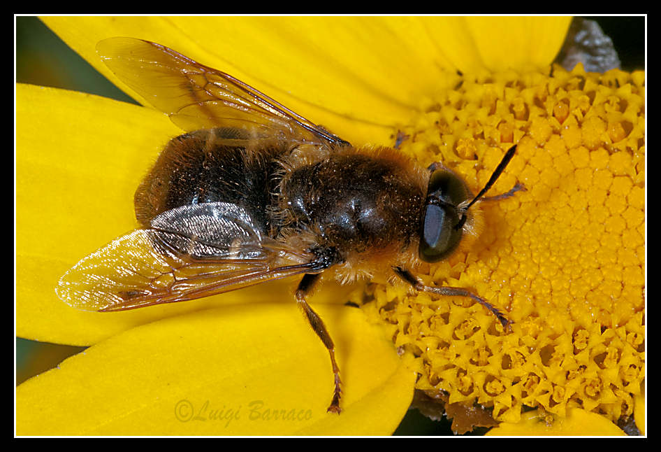 Rompicapo (per me): Stratiomys longicornis