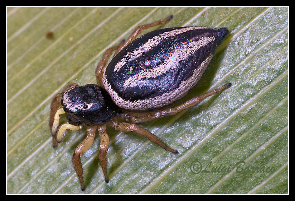 Heliophanus melinus