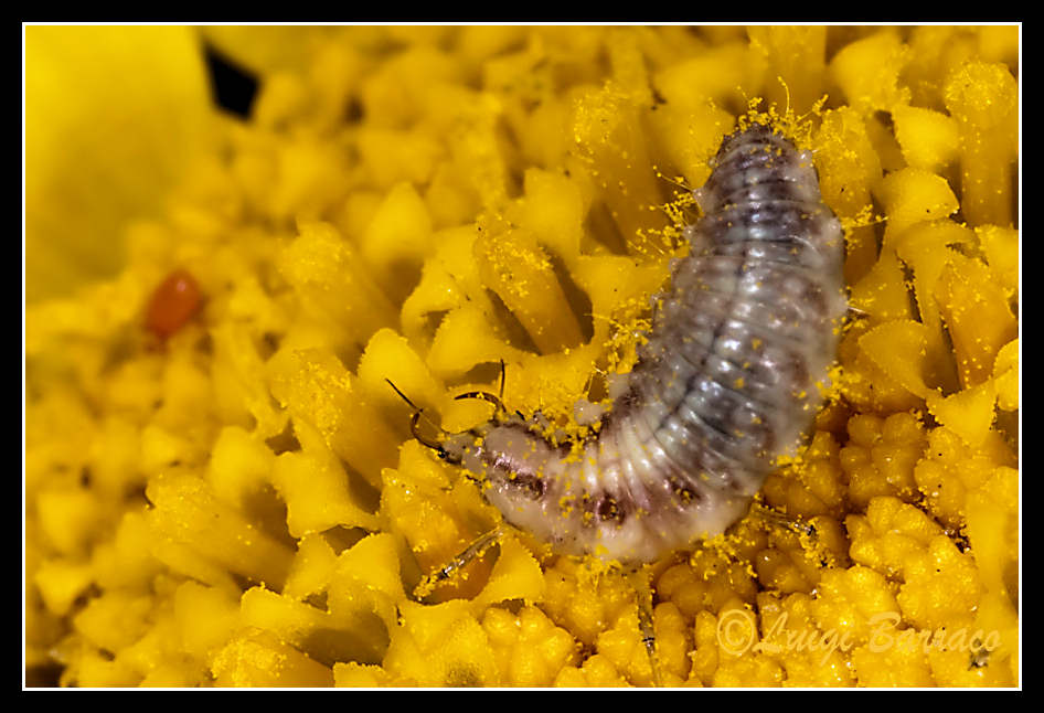 Larva di Chrysoperla.....lucasina?
