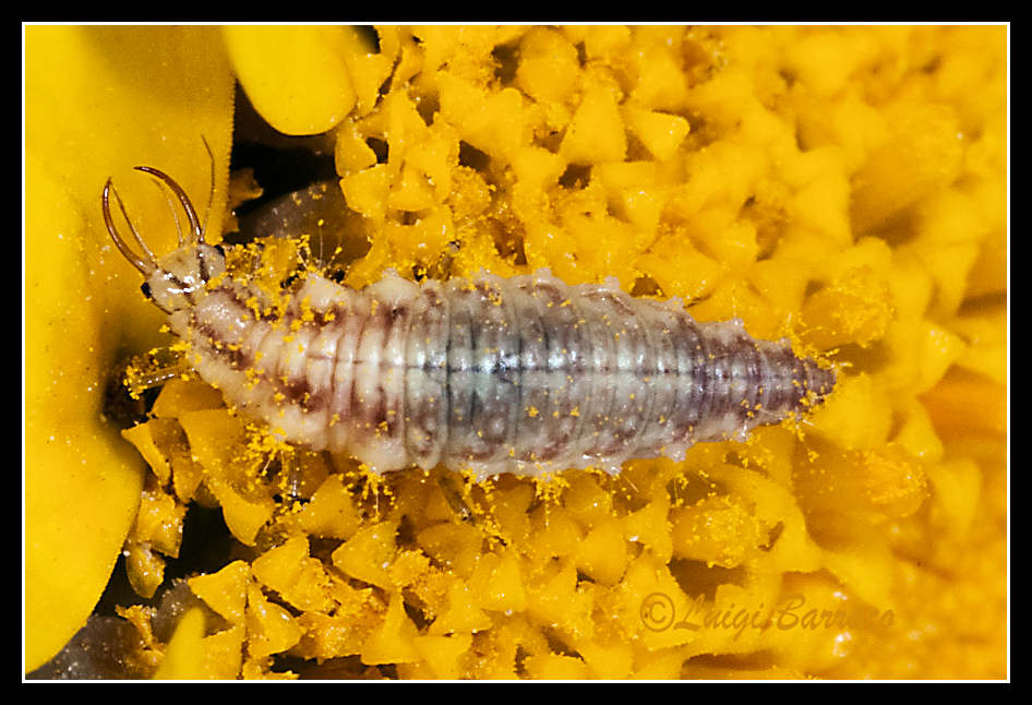 Larva di Chrysoperla.....lucasina?