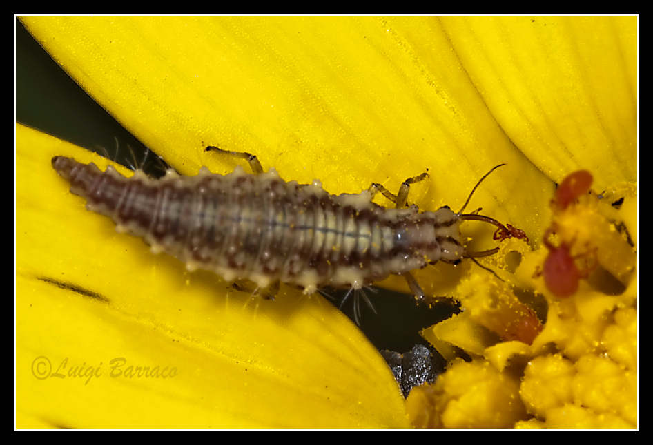 Larva di Chrysoperla.....lucasina?