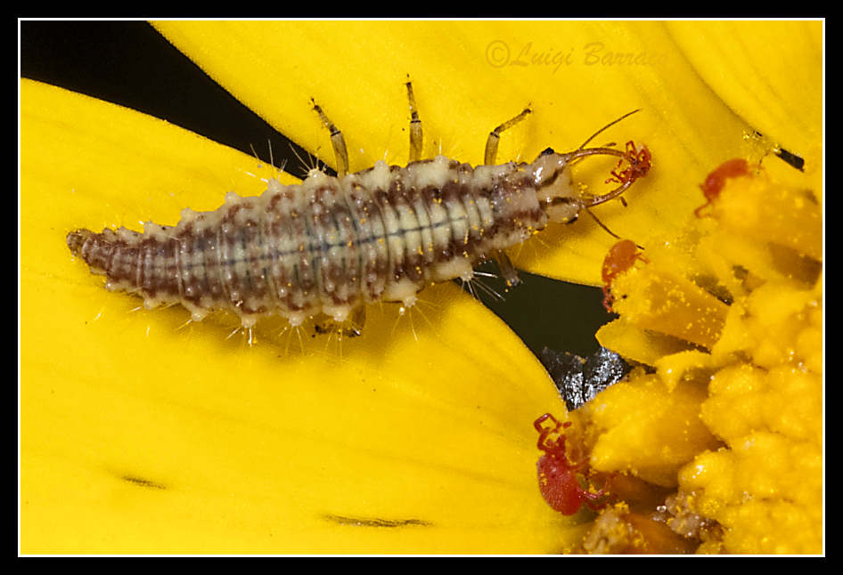 Larva di Chrysoperla.....lucasina?