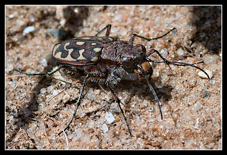 Lophyra  flexuosa  sardea di Sicilia
