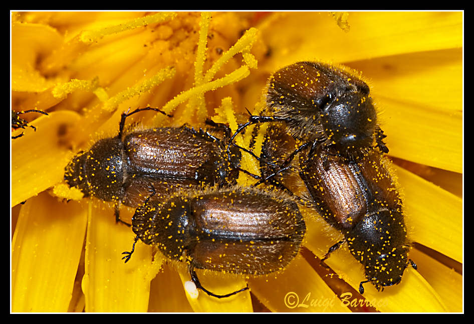 Coleotteri floricoli: Paratriodonta cinctipennis
