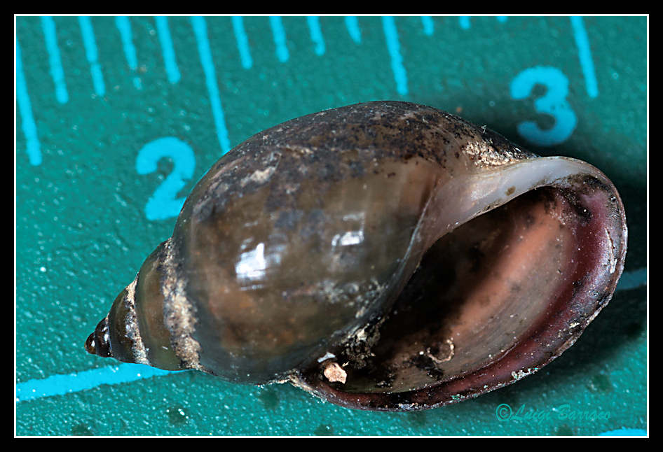 Physa acuta