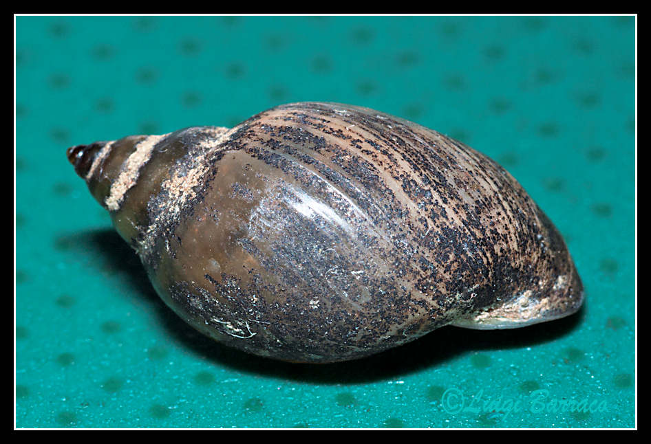 Physa acuta