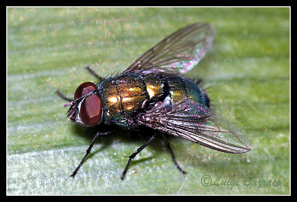 Mosca verde bronzo:Lucilia sp.