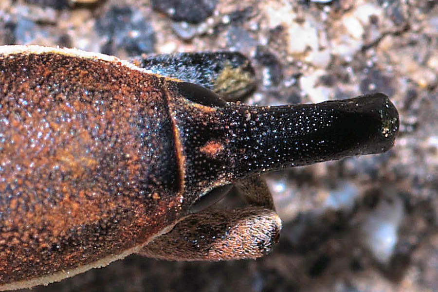 Lixus, ma quale? L. juncii (cf.), Curculionidae