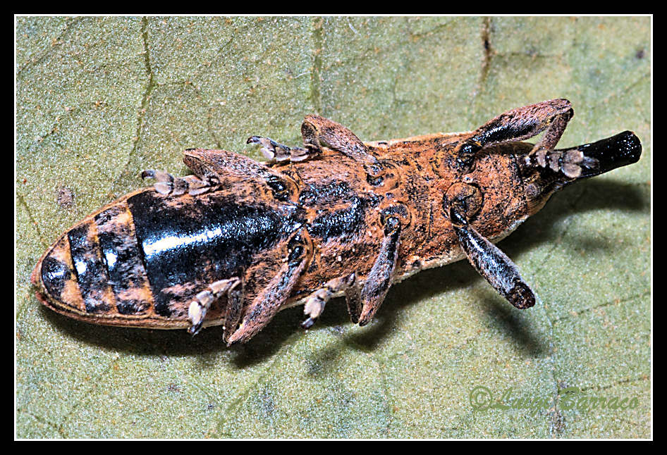 Lixus, ma quale? L. juncii (cf.), Curculionidae