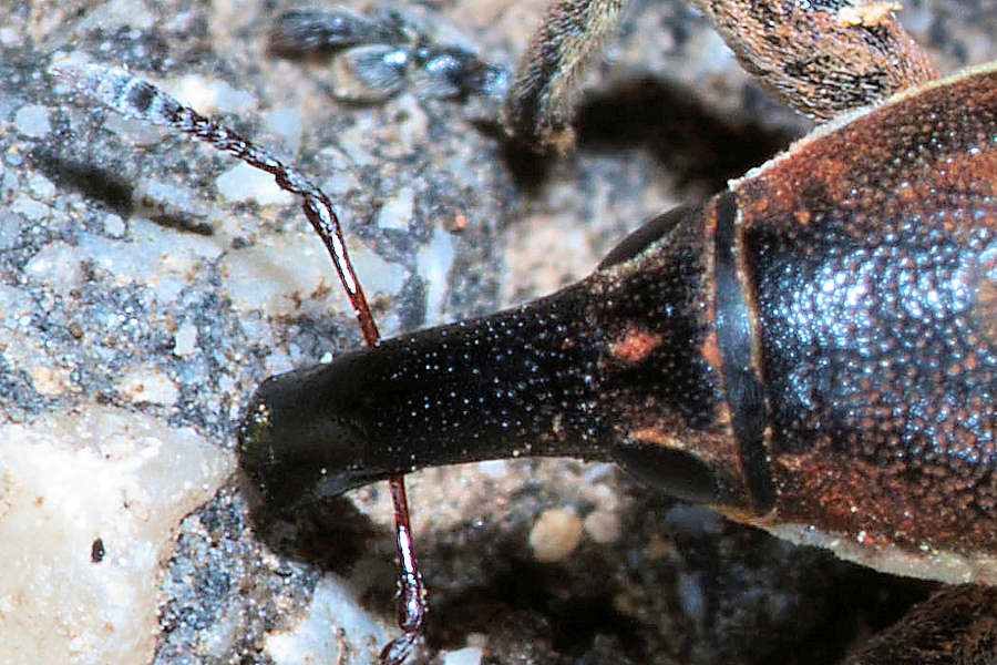 Lixus, ma quale? L. juncii (cf.), Curculionidae