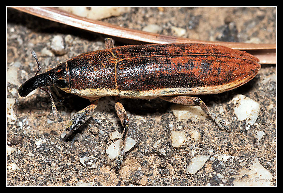 Lixus, ma quale? L. juncii (cf.), Curculionidae