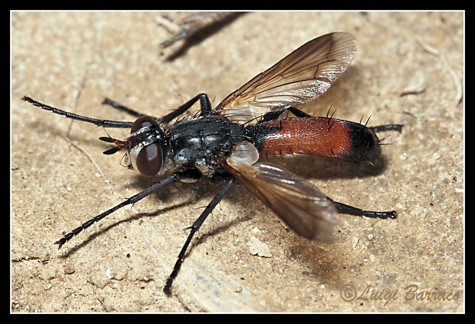 Simil vespa: Cylindromyia sp. (Tachinidae)