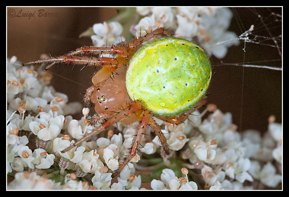 Araniella