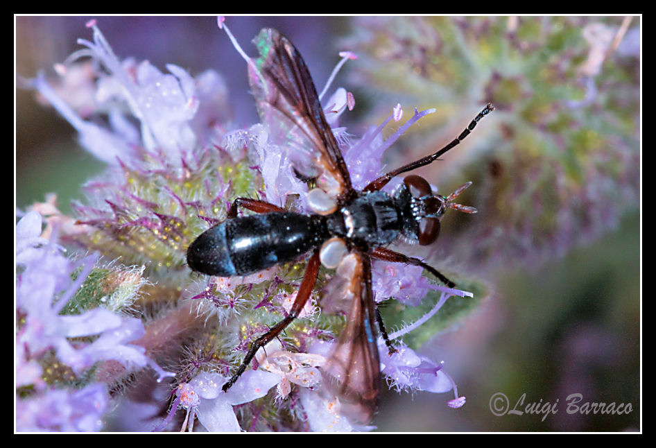 Cylindromyia rufipes (Tachinidae)