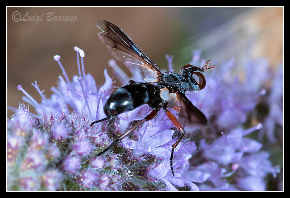 Cylindromyia rufipes (Tachinidae)