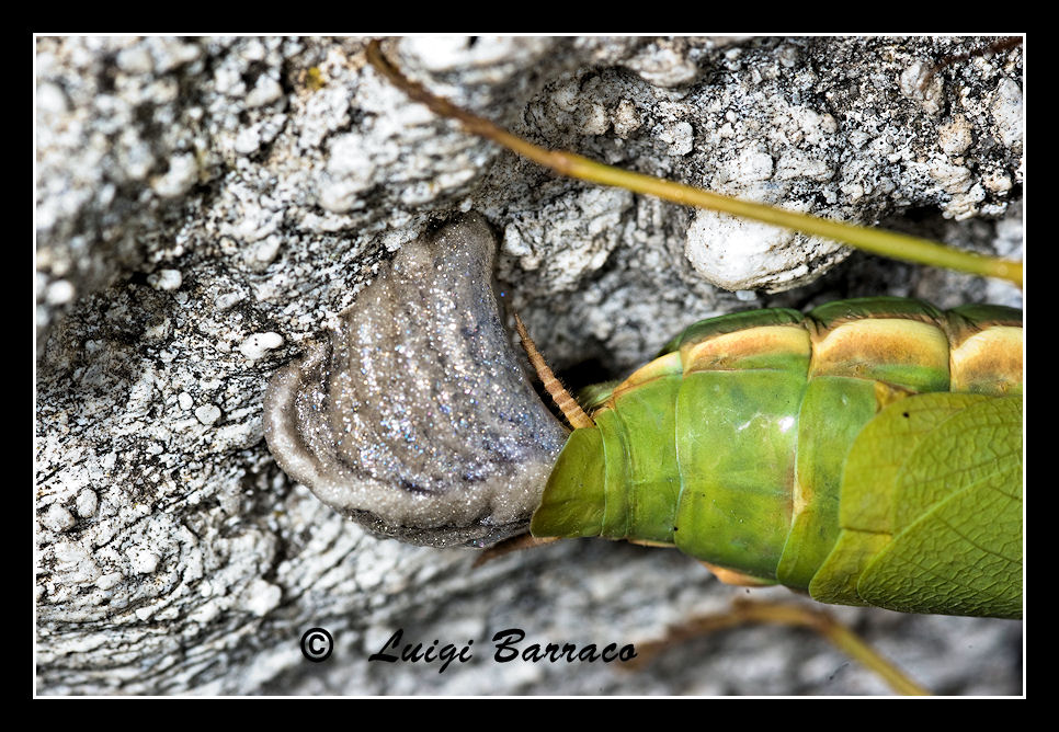 Momento topico (Iris oratoria in deposizione)