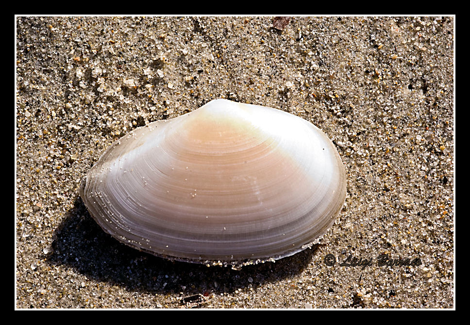 Bivalve