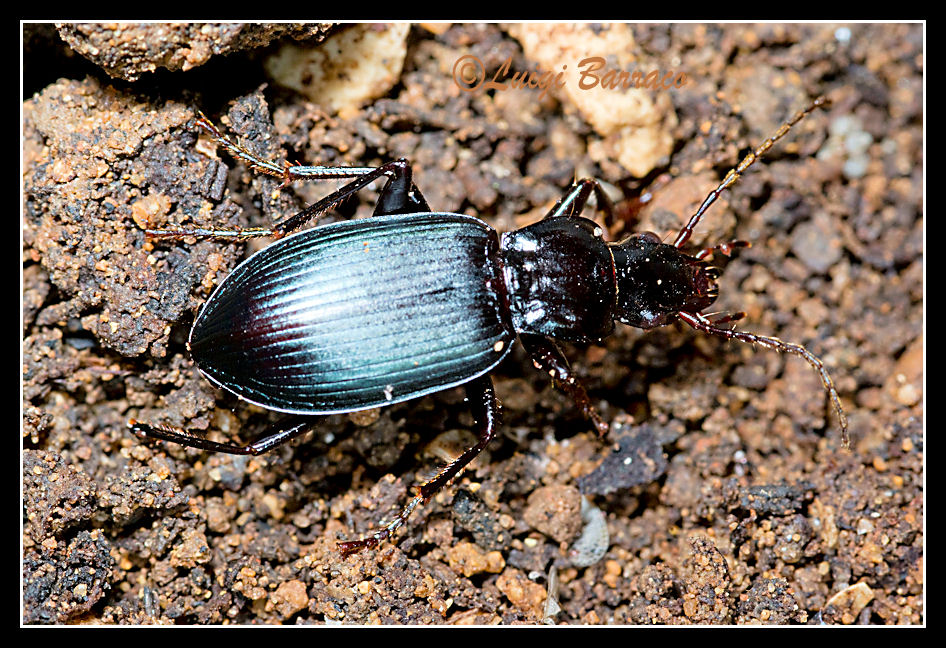 Nebria? Laemostenus complanatus!