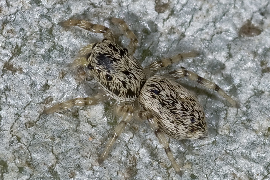 Salticus sp.