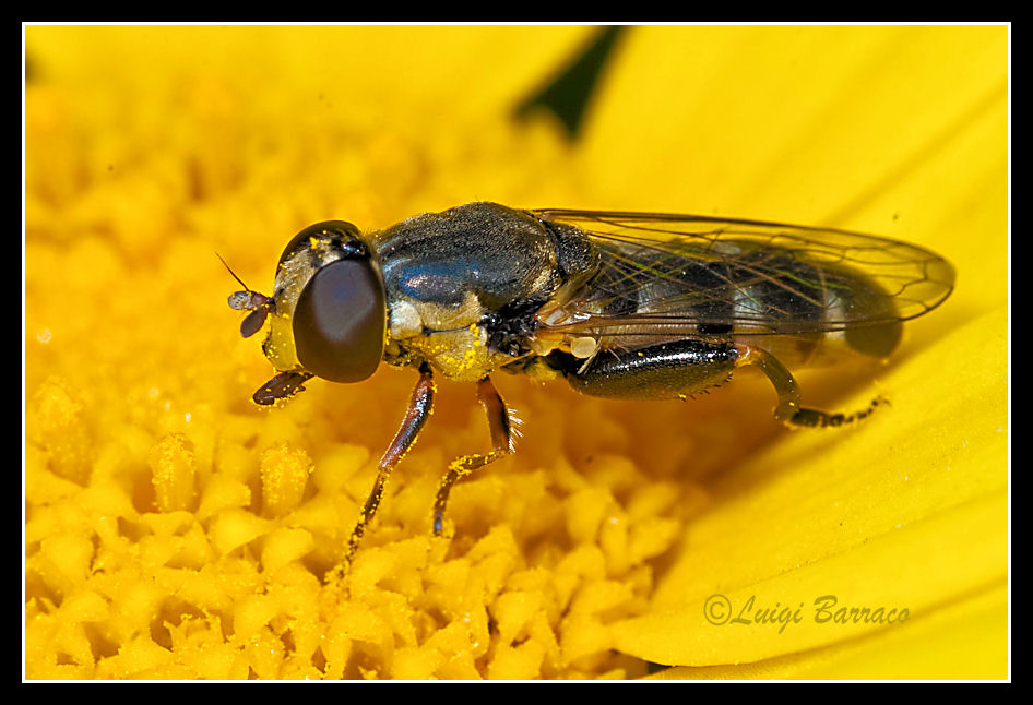 Syrphidae dai femori ingrossati: Syritta pipiens F