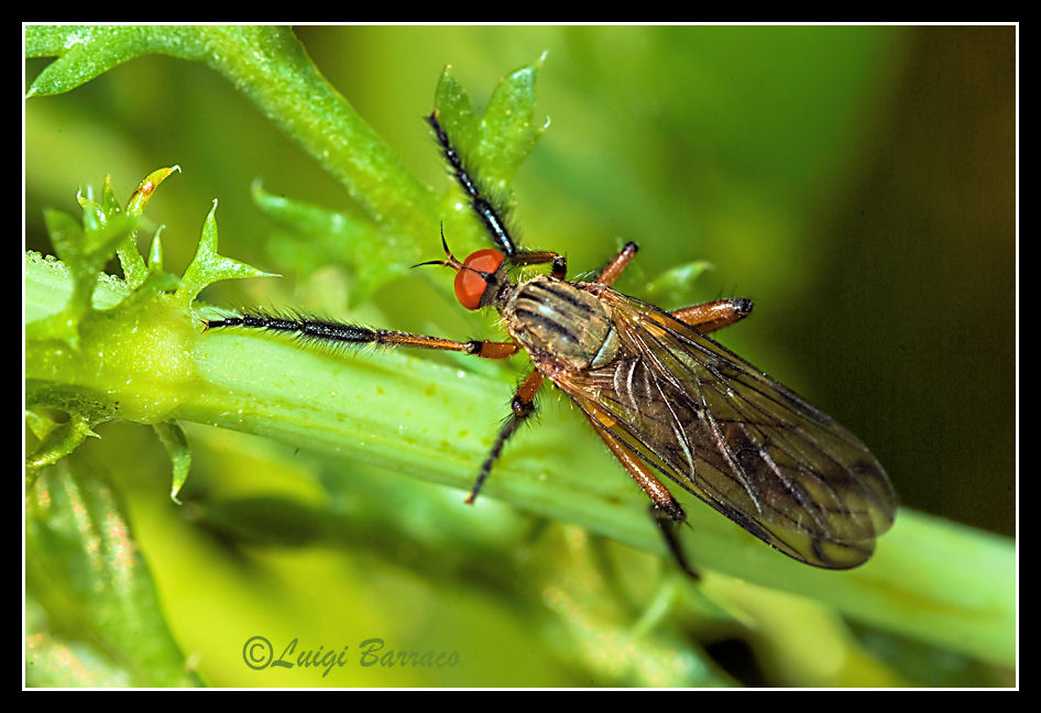 Empis (Leptempis) maculata F. (Empididae)