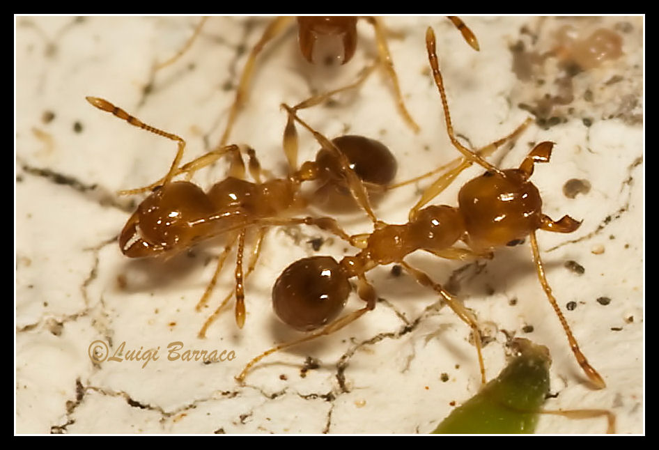 Pallidi soldati (Pheidole sp.)