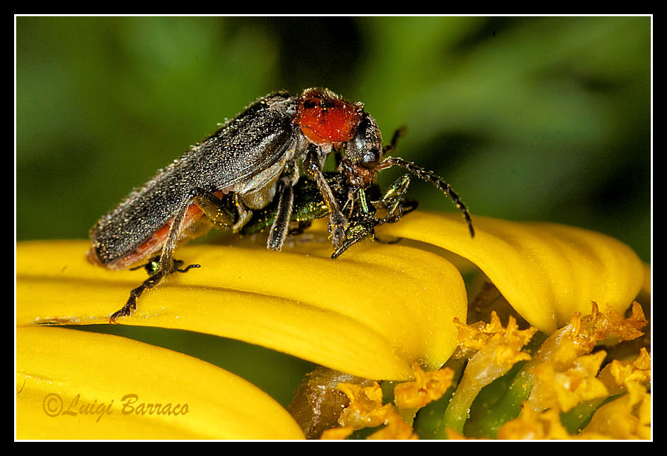 La testa sollev dal fiero pasto: Cantharis praecox