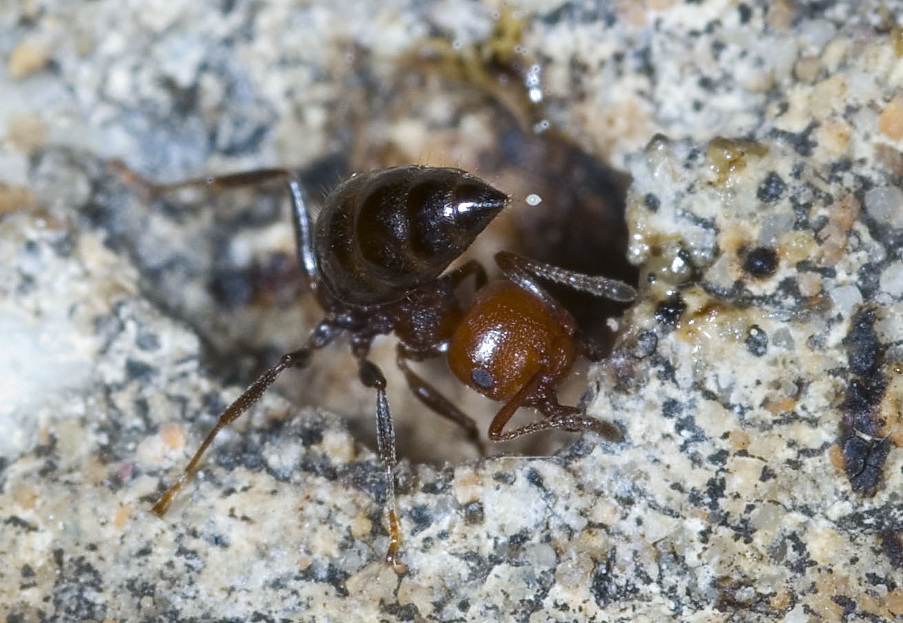 Crematogaster scutellaris: primo piano