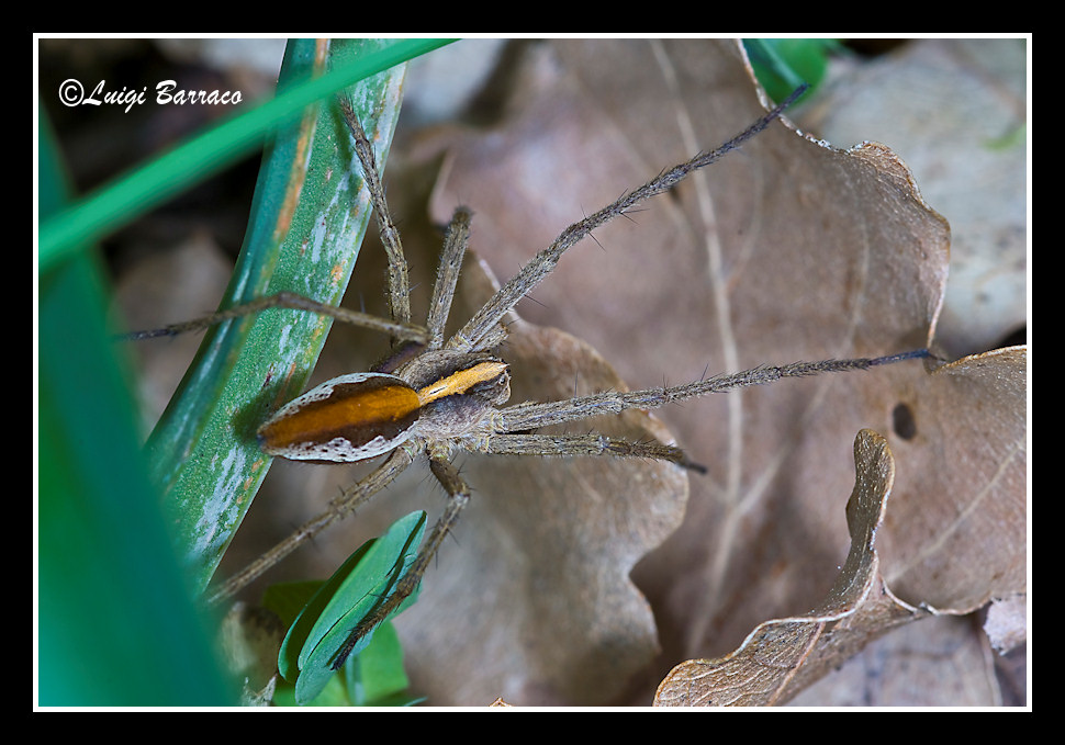 Pisaura mirabilis