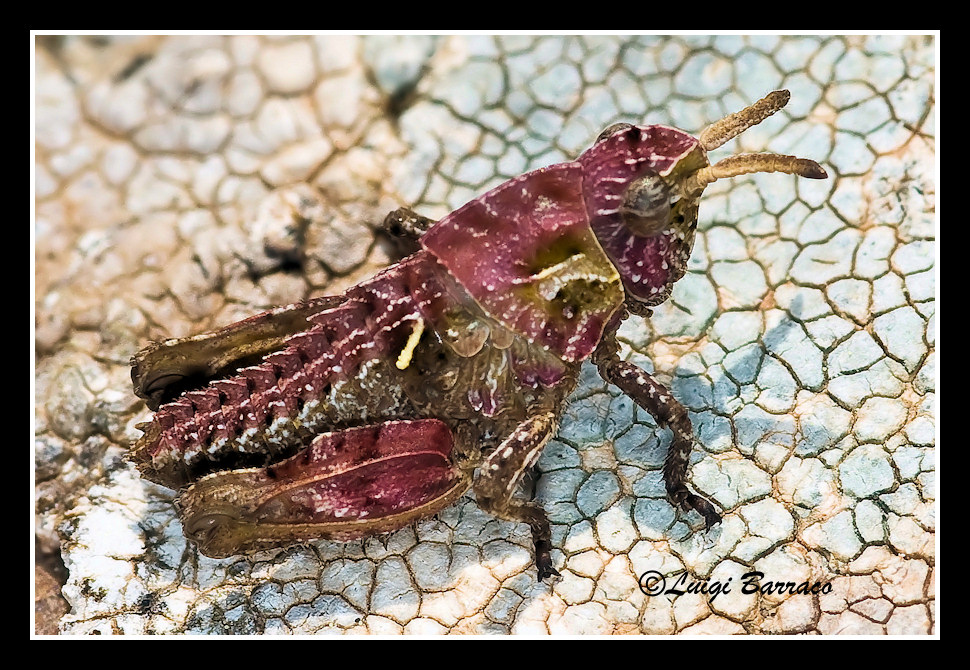 Pamphagidae: Pamphagus sardeus e Ocneridia nigropunctata