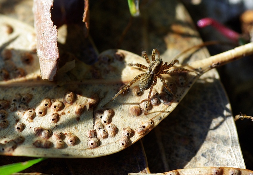 Pardosa sp.