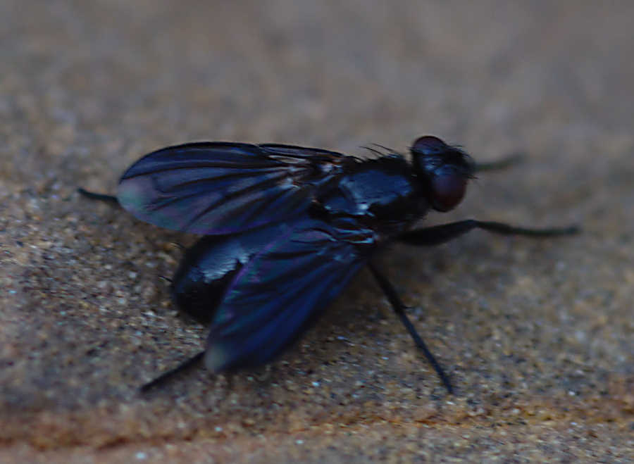 La mosca che si credeva una vespa