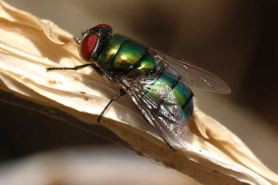 Mosca verde: Chrysomya albiceps (Calliphoridae)