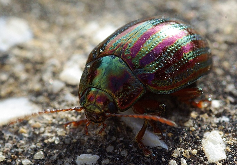 Chrysolina americana: etimologia