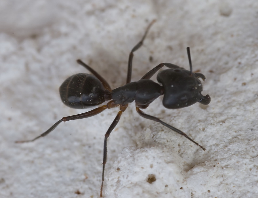 Formiche mutilate (maggiori di Camponotus barbaricus)