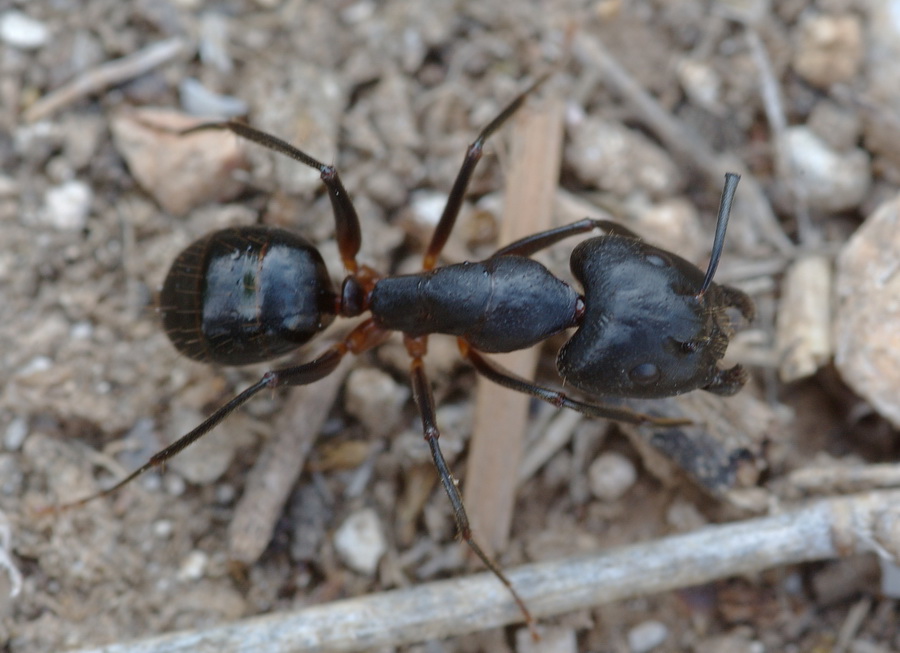 Formiche mutilate (maggiori di Camponotus barbaricus)
