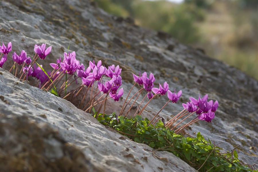 Fiori autunnali